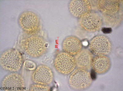 ISEM 2/Commiphora_mollis_37681/Commiphora_mollis_37681_0001(copy)_thumb.jpg